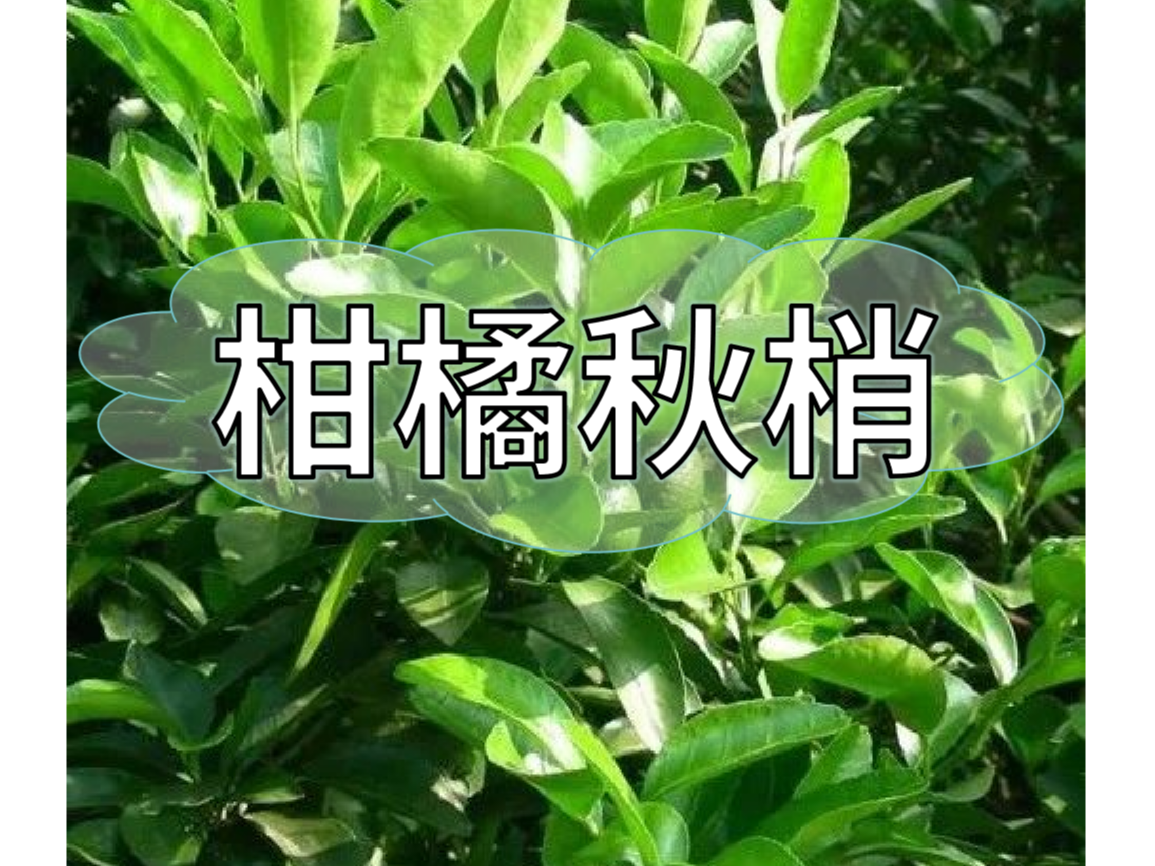 秋梢放不出怎么辦？如何放出健壯秋梢？