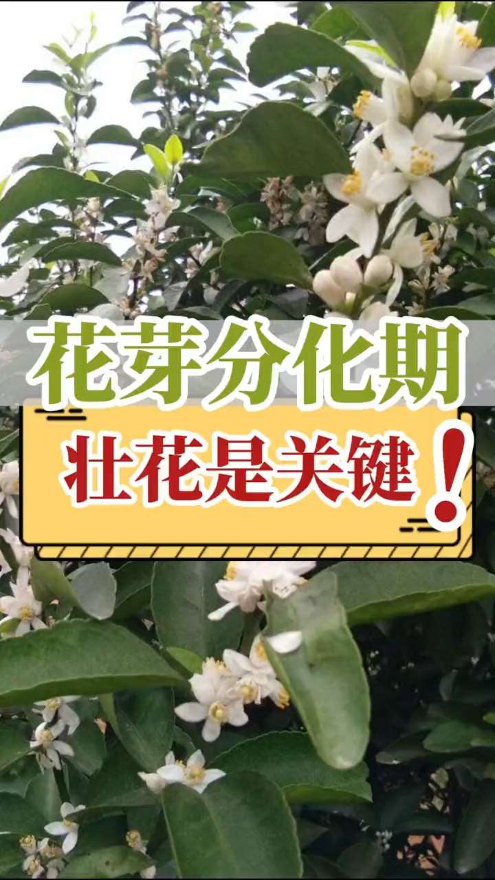 花芽分化期，壯花是關(guān)鍵！