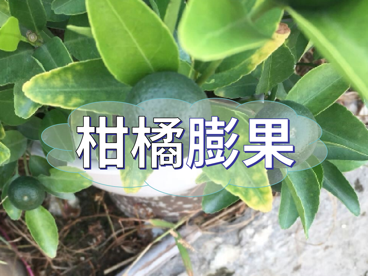 柑橘膨果慢？膨果并非多補鉀這么簡單！