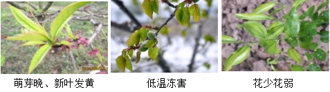 核果類(lèi)營(yíng)養(yǎng)方案