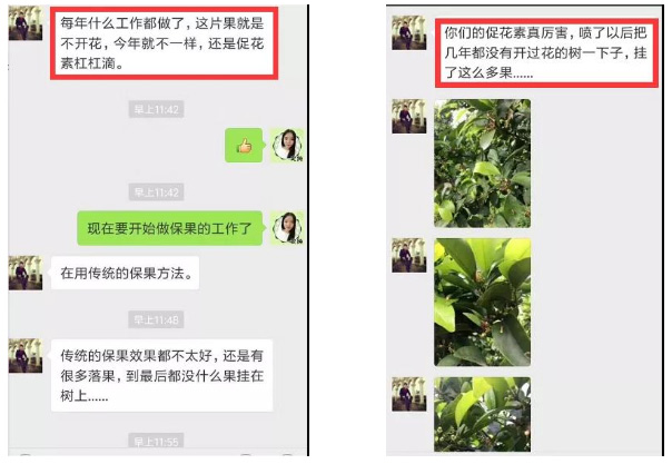 秋梢期，柑橘果農(nóng)都在做這件事……