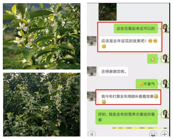 秋梢期，柑橘果農(nóng)都在做這件事……