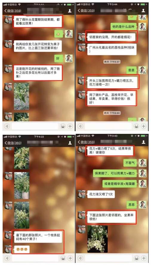 荔枝園連年高產(chǎn)，秘訣在這里