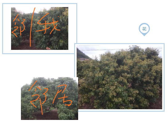 荔枝園連年高產(chǎn)，秘訣在這里