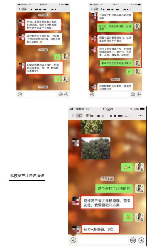 荔枝園連年高產(chǎn)，秘訣在這里