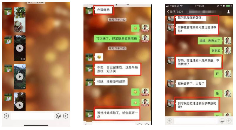 荔枝園連年高產(chǎn)，秘訣在這里